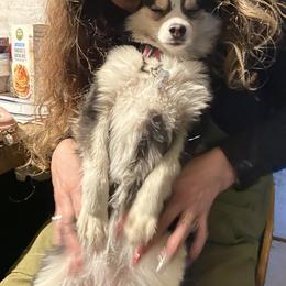 Pomsky All Grown Up from Kenna'z Kuddly Pomskiez