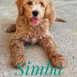 Goldendoodle Puppies from Melodies Daytona Doodles