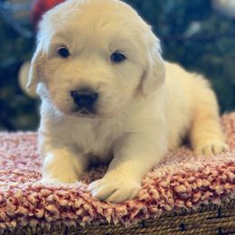 Golden Retriever Puppies from Luckie Puppies