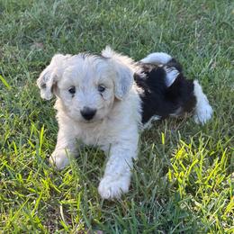 Girl 2 - Black tri-color female Aussiedoodle puppy in Reddick, Florida from Cooper’s Mini Doodles
