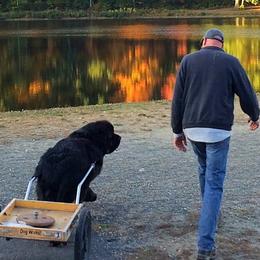 Newfoundlands from Kodiak Acres