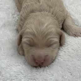 Gabby - Cream female Goldendoodle puppy in Charlotte, North Carolina from Hopeful Heart Doodles