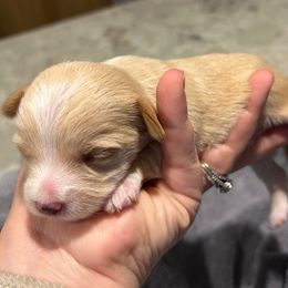 Blonde Male - Cream male Yorkipoo puppy in Topeka, Kansas from Bayless Yorkiepoos