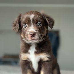 Nova - Red tri-color female Miniature American Shepherd puppy in Greenwood, Indiana from Barnaby’s Barn Dog’s