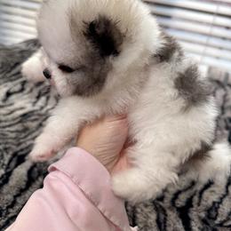 Victoria - Tri-colored female Pomeranian puppy in Grand Prairie, Texas from D’ Pomlovers