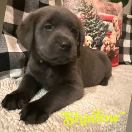 Charcoal Male- Shadow (Yellow) - Charcoal male Dilute Retriever puppy in Marion, Illinois from Summer Lovin’ Labradors of Southern Illinois