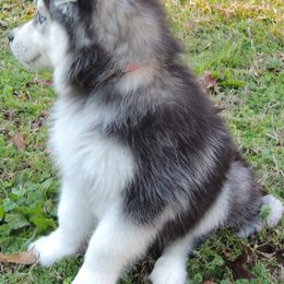 Pomsky and Siberian Husky Puppies from Beastly Beauties Huskies & Pomskies