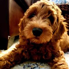 Assorted Doodle Crosses Puppies from Meekie Doodle Farm