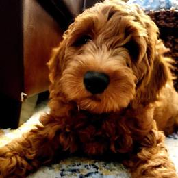 Assorted Doodle Crosses Puppies from Meekie Doodle Farm