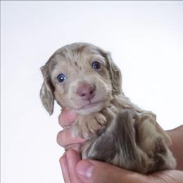 Moe - Fawn (isabella) and cream male Dachshund puppy in Oklahoma City, Oklahoma from OkieDoxieland Dachshunds