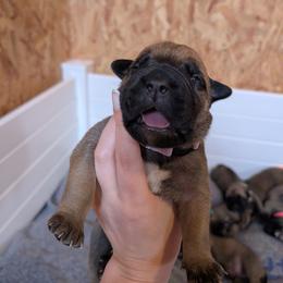 Lavender girl - Fawn female Bullmastiff puppy in Lorena, Texas from Central Texas Bullmastiffs