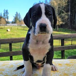 Key - Mantle male Great Dane puppy in Castle Rock, Washington from Uber Alles Great Danes