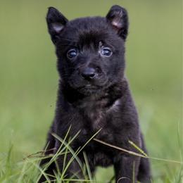 Female 4 - Black brindle female Dutch Shepherd puppy in Fayetteville, North Carolina from Iron Sight K9s