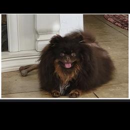 Cherry - Pomeranian