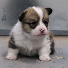 Blue collar sable male - Sable male Pembroke Welsh Corgi puppy in Alpine, Texas from Storm Dogos & Country Corgis