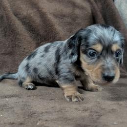 AKC Black and Tan Dapple Girl 1 - Dapple female Dachshund puppy in Choctaw, Oklahoma from TS Performance Horses & Dachshunds