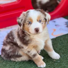 Dakota - Red merle male Australian Shepherd puppy in Ramona, California from Blue Moon Aussies