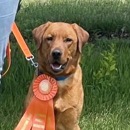 Labrador Retrievers from Ruff Roads Labradors