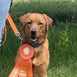Labrador Retrievers from Ruff Roads Labradors