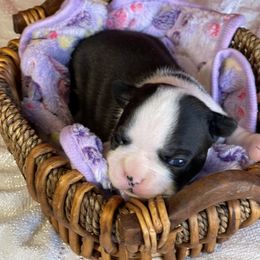 Boston Terrier Puppies from Dreamweaver Bostons