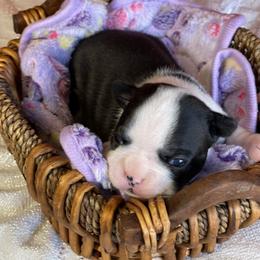 Boston Terrier Puppies from Dreamweaver Bostons