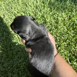 Dachshund Puppies from Torres Dachshunds