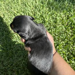Dachshund Puppies from Torres Dachshunds