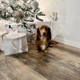 Copper - Dachshund