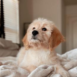 Strudel, Girl - Apricot female Goldendoodle puppy in Maricopa, Arizona from Desert Ridge Doodles
