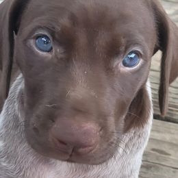 German Shorthaired Pointers from Moore than a Hunting Dog