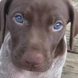 German Shorthaired Pointers from Moore than a Hunting Dog