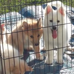 Icelandic Sheepdog Puppies from Valhalla Icelandic Sheepdogs