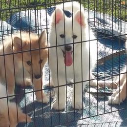 Icelandic Sheepdog Puppies from Valhalla Icelandic Sheepdogs