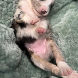 Miniature Australian Shepherd Puppies from Peace Creek Aussies