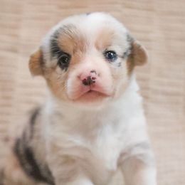 Sapphire - Blue merle and white female American Corgi puppy in Plains, Montana from Diamond Corgis