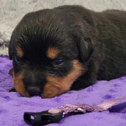 Girl 1 - Black and mahogany female Rottweiler puppy in Blanchard, Oklahoma from Mystique Kennel