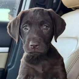 Puffin - Chocolate female Labrador Retriever puppy in Isle, Minnesota from Dog Ear Outfitters