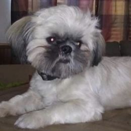 Shih Tzus from Heartland