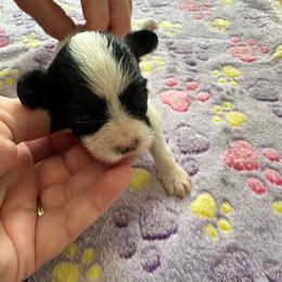 Stubs - Black brown and white female Papillon puppy in Middleville, Michigan from Cheryl's Papillons