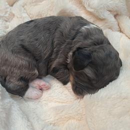 Braxton - Blue merle male Bernedoodle puppy in Lafayette, Alabama from Williams Lake Doodles