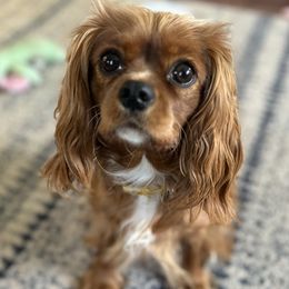 Ladye Love - Cavalier King Charles Spaniel