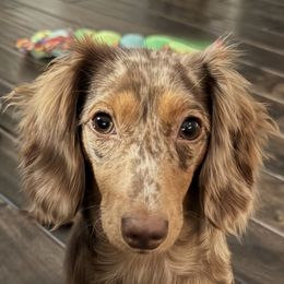 Savvy - Dachshund