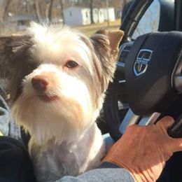 Yorkshire Terriers from Hathcock's Yorkies