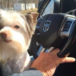 Yorkshire Terriers from Hathcock's Yorkies