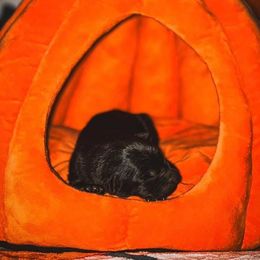 Grimm (Dark Blue) - Black male German Shepherd puppy in Chattanooga, Tennessee from Lucianhaus