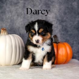 DARCY - Black tri male Miniature American Shepherd puppy in Puyallup, Washington from TRAILS END Minis