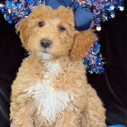 Daisy - Apricot female Australian Labradoodle puppy in Washington, North Carolina from Pamlico Labradoodles