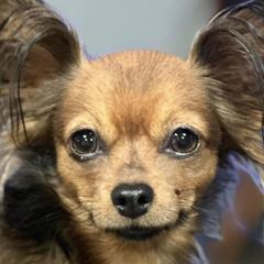 Russian Toys from Goldstone Russian Toys