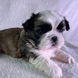 Reese - Red and white male Shih Tzu puppy in Winston Salem, North Carolina from Little Miracles Shih Tzu
