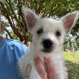 Boy 2 blue collar - White male West Highland White Terrier puppy in Cullman, Alabama from Twin Lake Westies